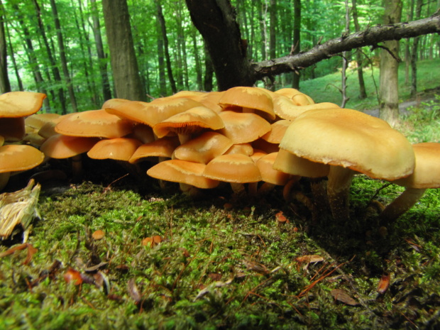 šupinačka menlivá Kuehneromyces mutabilis (Schaeff.) Singer & A.H. Sm.