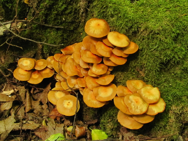 šupinačka menlivá Kuehneromyces mutabilis (Schaeff.) Singer & A.H. Sm.