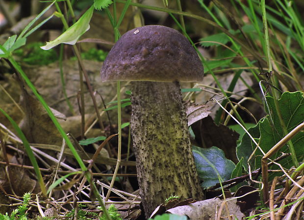 kozák hrabový Leccinum pseudoscabrum (Kallenb.) Šutara