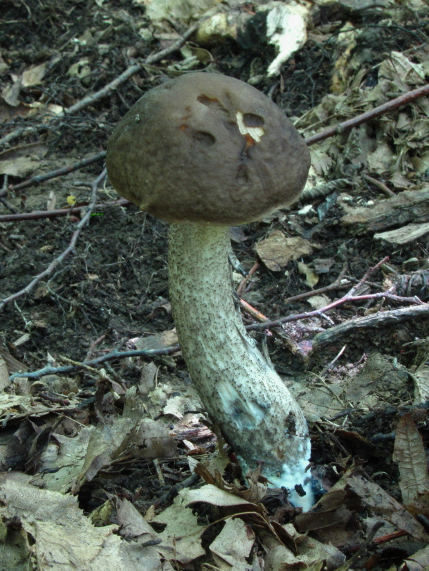 kozák hrabový Leccinum pseudoscabrum (Kallenb.) Šutara