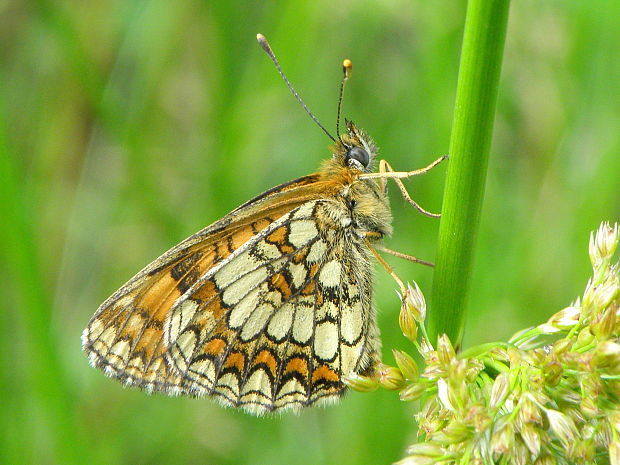 hnedáčik skoroceľový Melitaea athalia Rottemburg, 1775