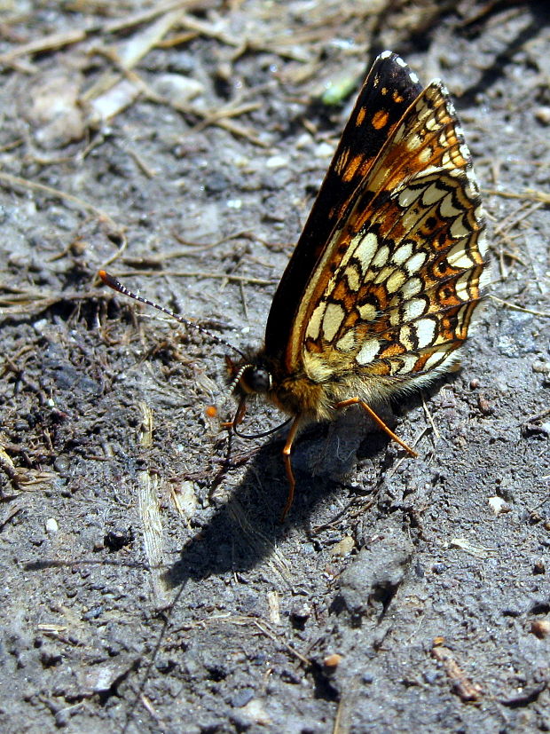 hnedáčik čermeľový  Melitaea diamina  Lang, 1789