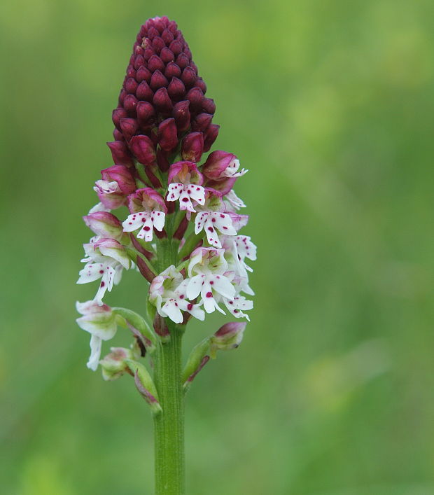 neotinea počerná letná Neotinea ustulata subsp. aestivalis (Kümpel) Bateman