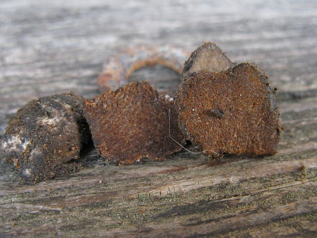 mäsovka Octaviania asterosperma Vittad.