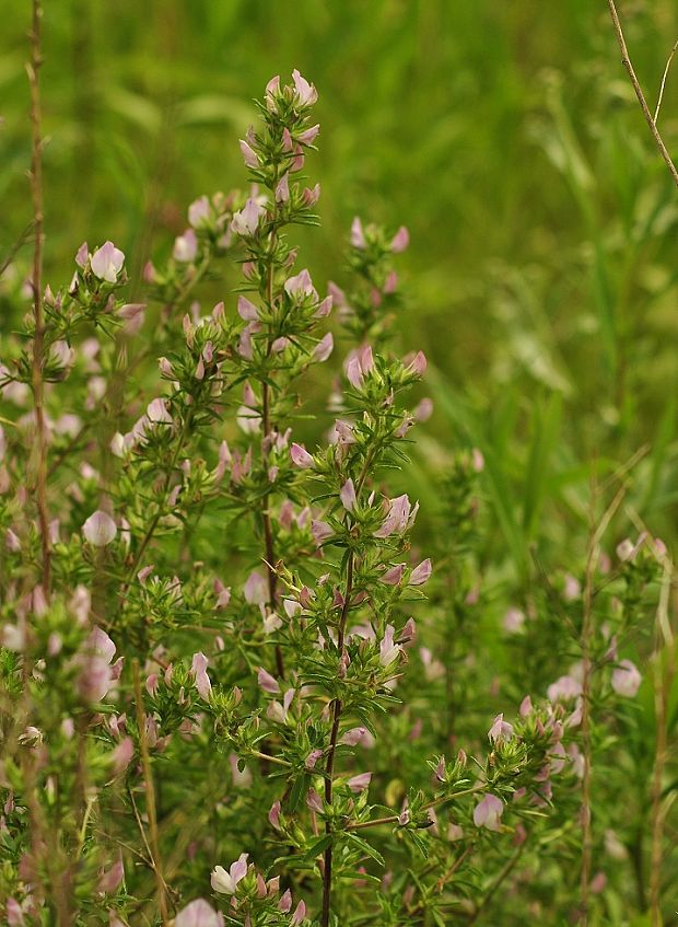 ihlica tŕnitá Ononis spinosa L.