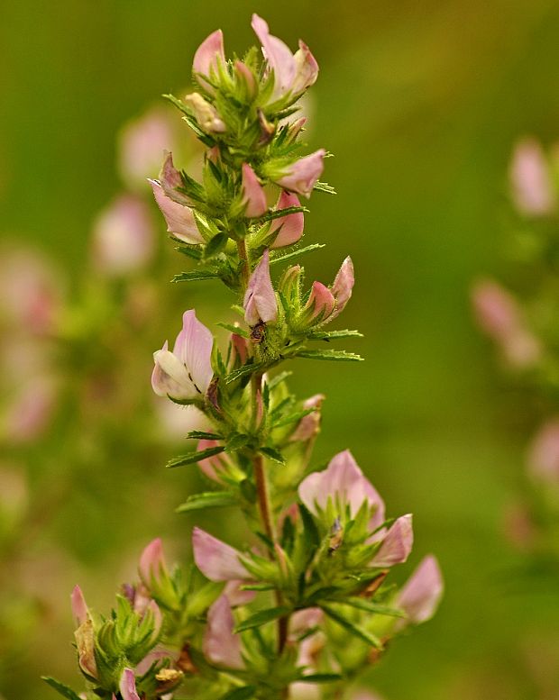 ihlica tŕnitá Ononis spinosa L.