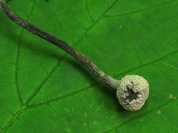 žezlovka bystrušková Ophiocordyceps entomorrhiza (Dicks.) G.H. Sung, J.M. Sung, Hywel-Jones & Spatafora