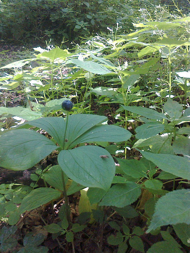 vranovec štvorlistý Paris quadrifolia L.