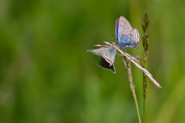 modráčik Polyommatus icarus