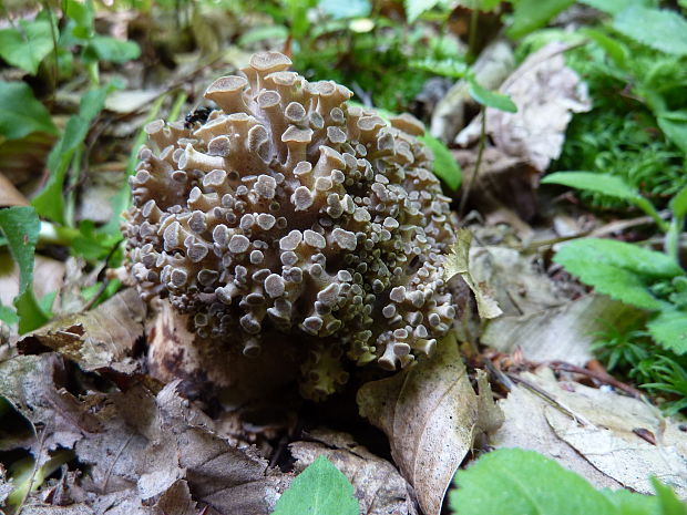 trúdnik klobúčkatý Polyporus umbellatus (Pers.) Fr.