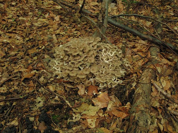 trúdnik klobúčkatý Polyporus umbellatus (Pers.) Fr.