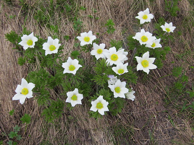 poniklec biely Pulsatilla scherfelii (Ullepitsch) Skalický