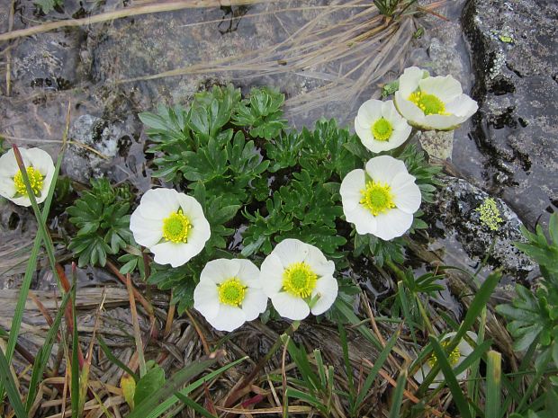 iskerník ľadovcový Ranunculus glacialis L.