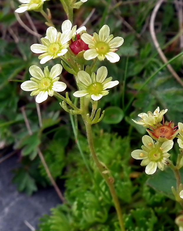 lomikameň pižmový Saxifraga moschata Wulfen