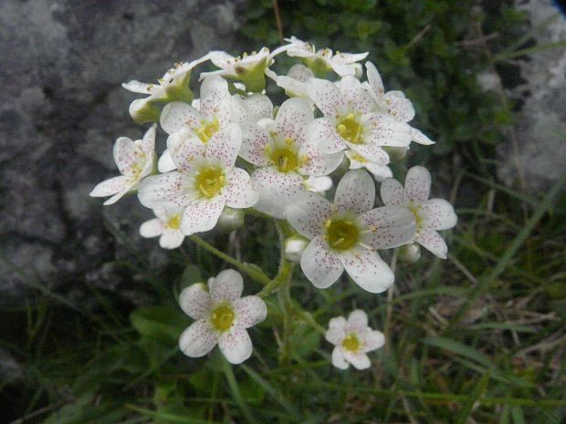 lomikameň metlinatý Saxifraga paniculata Mill.