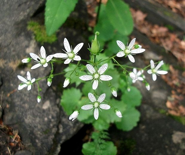 lomikameň okrúhlolistý Saxifraga rotundifolia L.