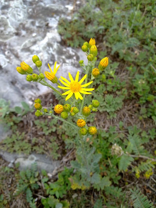 starček jakubov Senecio jacobaea L.