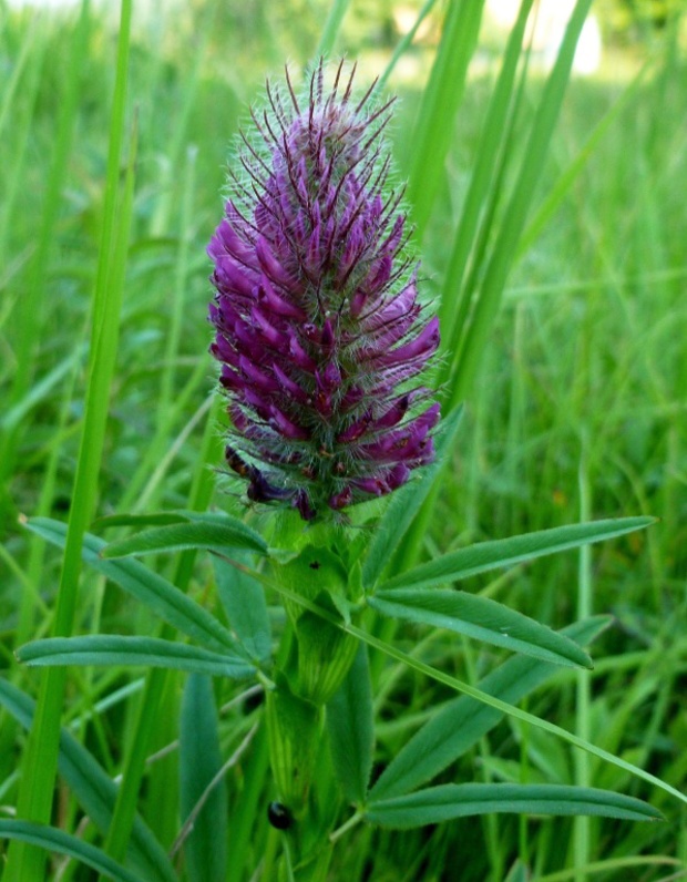 ďatelina červenastá Trifolium rubens L.