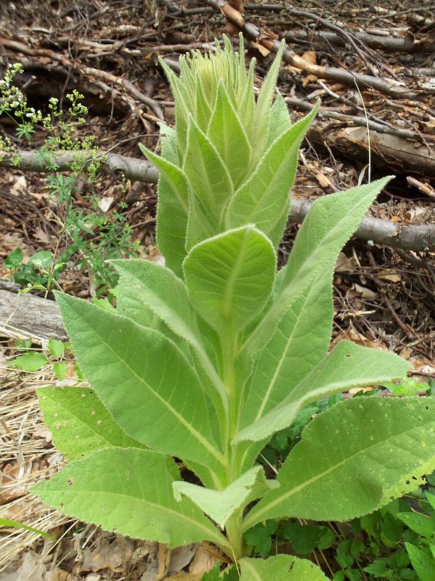 divozel veľkokvetý Verbascum densiflorum Bertol.