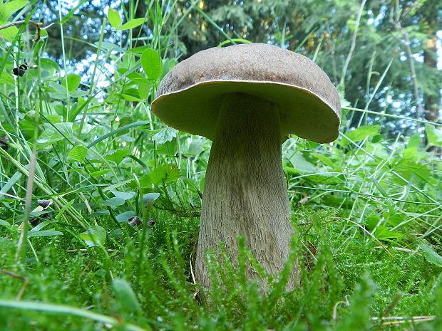 hríb smrekový Boletus edulis Bull.