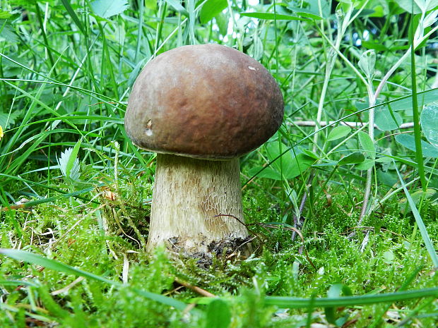 hríb smrekový Boletus edulis Bull.