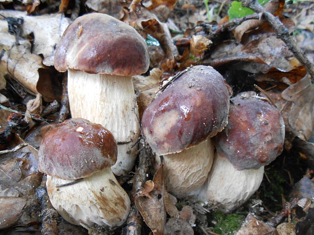 hríb sosnový Boletus pinophilus Pil. et Dermek in Pil.