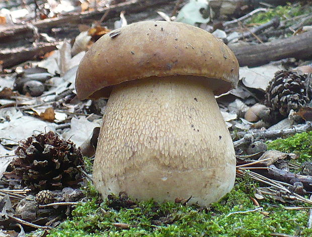 hríb dubový Boletus reticulatus Schaeff.