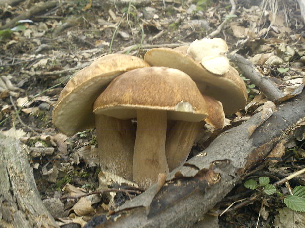 hríb dubový Boletus reticulatus Schaeff.