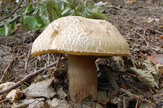 hríb dubový Boletus reticulatus Schaeff.