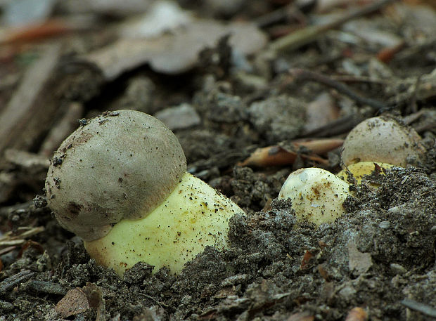 hríb príveskatý Butyriboletus appendiculatus (Schaeff. ex Fr.) Secr.