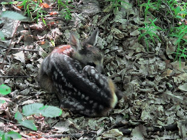 srnec hôrny Capreolus capreolus