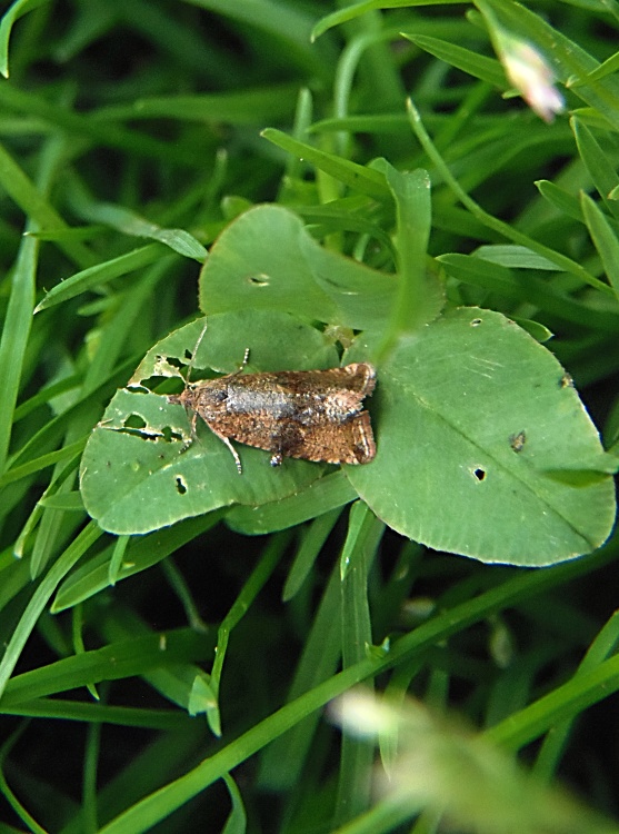 obaľovač púpavový Celypha striana