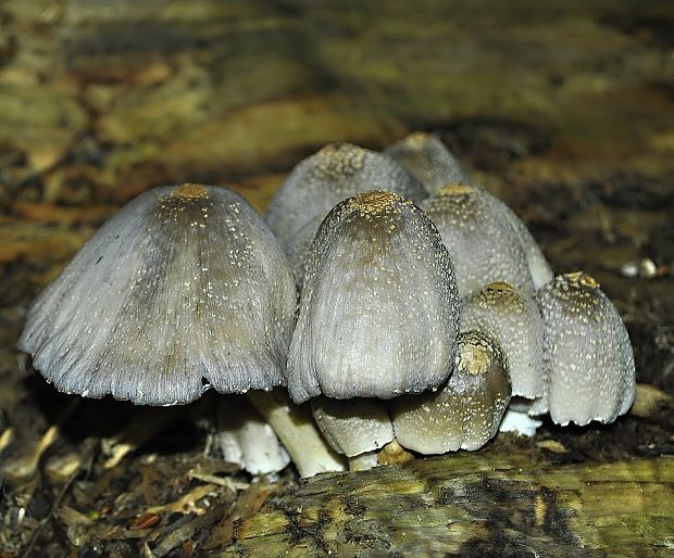 hnojník atramentový Coprinopsis atramentaria (Bull.) Redhead, Vilgalys & Moncalvo