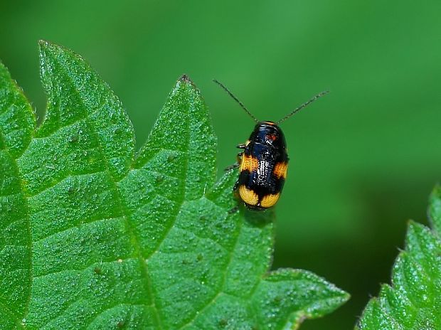 krytohlav Cryptocephalus moraei