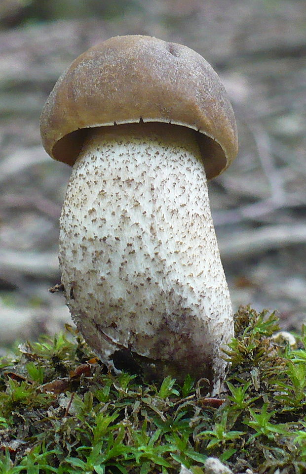 kozák hrabový Leccinum pseudoscabrum (Kallenb.) Šutara