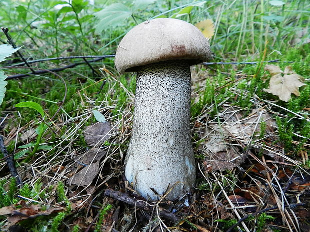 kozák brezový Leccinum scabrum (Bull.) Gray