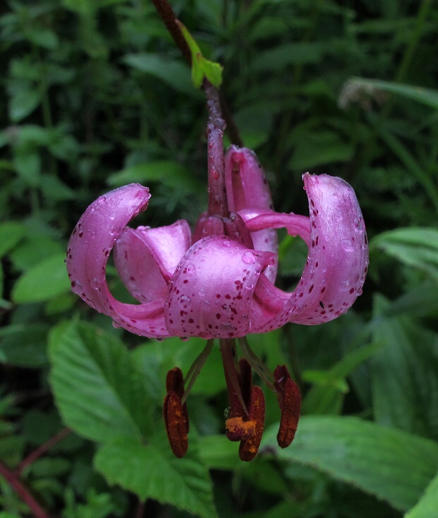 ľalia zlatohlavá Lilium martagon L.