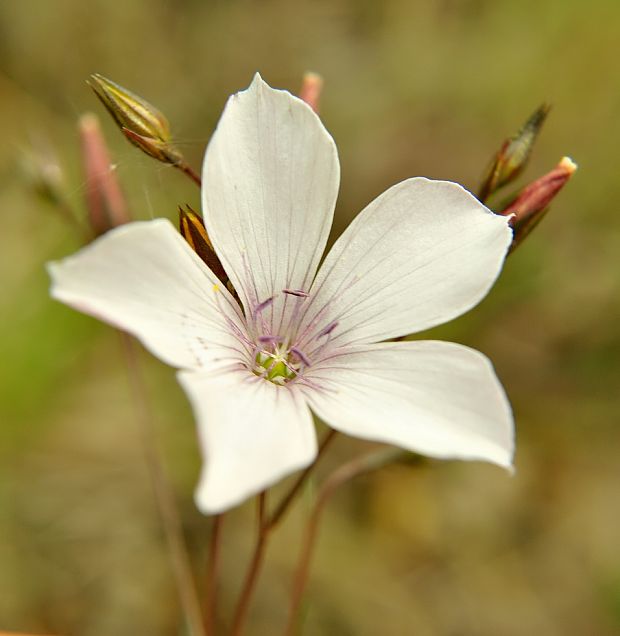 ľan tenkolistý Linum tenuifolium L.