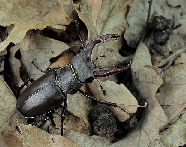 roháč veľký Lucanus cervus