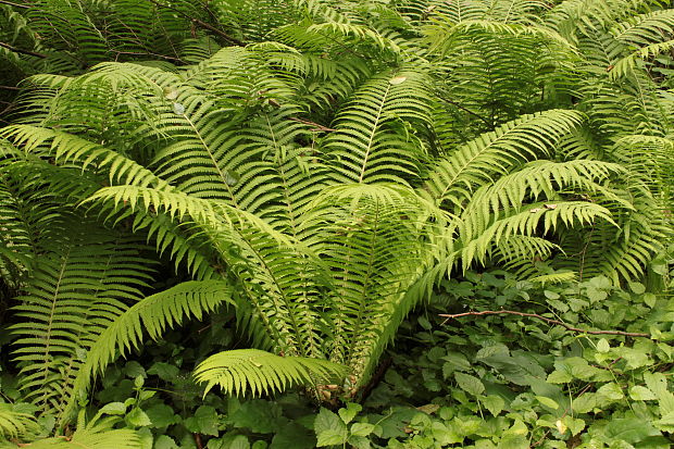 perovník pštrosí Matteuccia struthiopteris (L.) Tod.