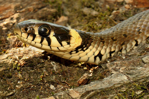 užovka obojková Natrix natrix