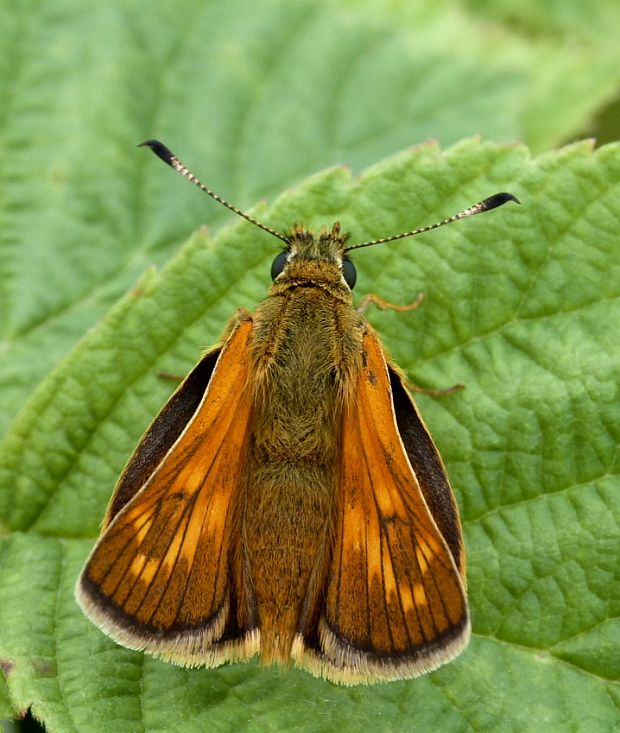 súmračník hrdzavý♀ Ochlodes sylvanus