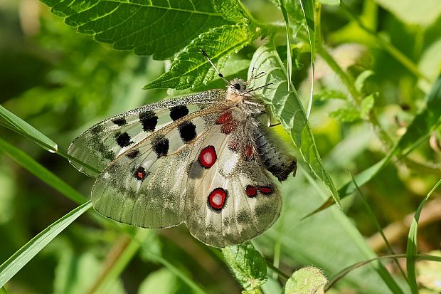 jasoň červenooký Parnassius apollo rosnaviensiss / Issekutz 1952 /