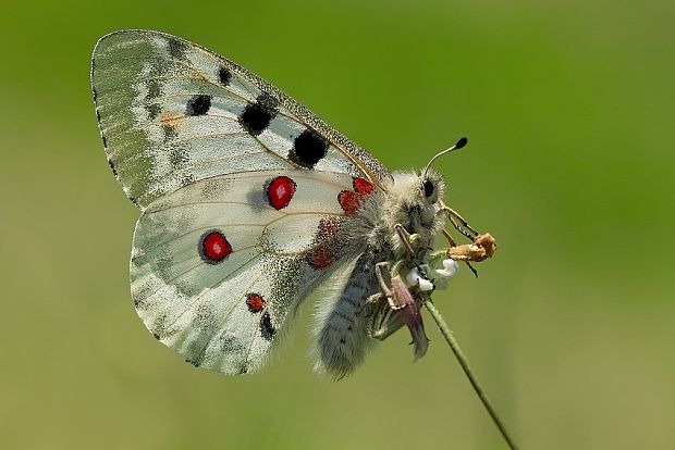 jasoň červenooký Parnassius apollo rosnaviensiss / Issekutz 1952 /