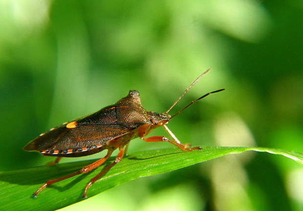 bzdocha červenonohá Pentatoma rufipes