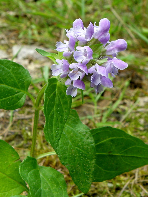 čiernohlávok veľkokvetý Prunella grandiflora (L.) Scholler