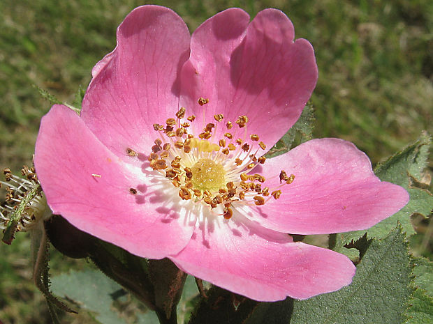 ruža sherardova Rosa sherardii Davies