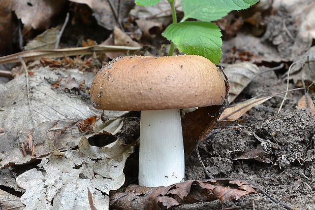 plávka mandľová Russula vesca Fr.