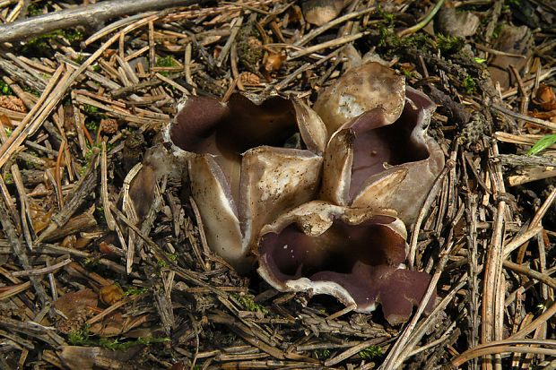 tulipánovka fialová Sarcosphaera coronaria (Jacq.) J. Schröt.