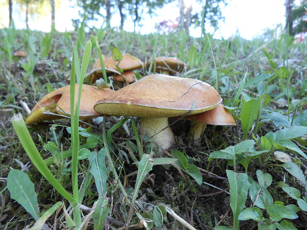 masliak zrnitý Suillus granulatus (L.) Roussel